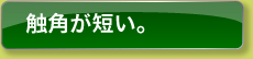 触覚が短い。