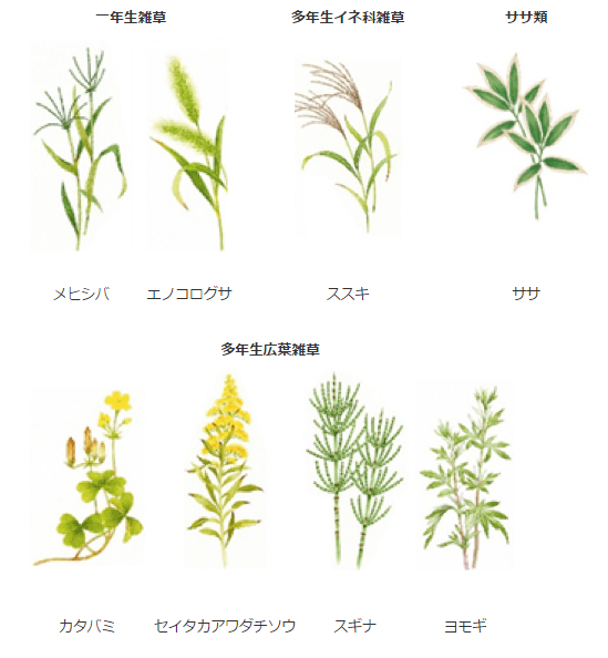 カダン 除草王シリーズ オールキラー粒剤 が 適用拡大で発生前にも使用可能に フマキラー株式会社