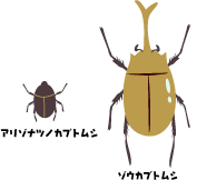 世界のカブトムシのくらべっこ