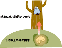 セミはし育に向いていない