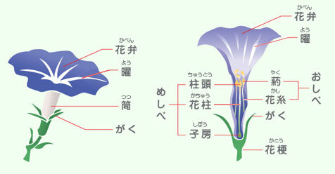 アサガオの花の各部分のなまえ。花弁（かべん）・曜（よう）・筒（つつ）・がく・めしべ（柱頭・花柱・子房）・おしべ（葯・花糸）・花梗（かこう）