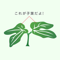 これが子葉だよ!
