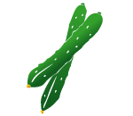 キュウリ