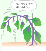 芽かきのしかた