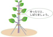 収穫のようす
