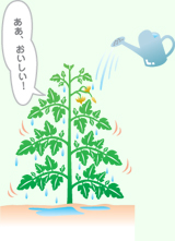 トマトの写真