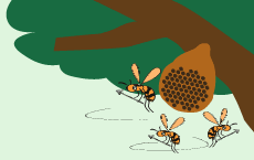 (夏) 7月ごろに「はたらきバチ」が羽化してくると「す」は急速に発たつし、「はたらきバチ」の数が数千ひきにたっするするキイロスズメバチのようなしゅるいもある。「す」に近づくと、こちらから手を出さなくてもこうげきしてくるので、キケンである。スズメバチにさされるというひがいも7〜10月に集中している。