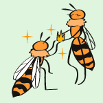 (冬) 交尾(こうび)後、新「女王バチ」のみが越冬(えっとう)する。前の「女王バチ」、「はたらきバチ」、「オスバチ」は越冬(えっとう)前に死ぬ。したがって、スズメバチの「す」はどんなに大きくても1年かぎりであり、毎年新しく作り始められる。