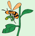 XYo`̂Ȃ܁AAViKo`̂Ȃ܁Aho`̂Ȃ܁AWKo`̂Ȃ܂Ȃǂ́A⃈gEVȂǐA̓VGiĂĂjƂĒmĂB̂قAAio`̓SLuAc`o`̓RKlV̂悤܂ĐHׁAJCKVAuVHׂ񐶁ijo`B