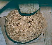 Љ̂ԂƂȂ̂n`́uvB悭mĂ̂́Â؂̂ɂԂ牺XYo`̔uvB uv̌`̓n`̂邢ɂĂƂȂ邪AЉƂȂރn`̂A~co`}nio`̂Ȃ܂́ÂoEŁuvAXYo`AViKo`̂Ȃ܂͖؂⑐̃ZC߂āuvB uv̒ɂ͂̏ȕA^}S悤ATiMĂBLCXYo`IIXYo`́uvɂ͕5000R傤B ~co`́uv́AĂ1NgpȂB~ɂȂƏo`̂đSł܂炾B 