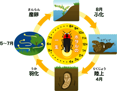 フマキッズこども研究所 虫の研究室 こん虫 がい虫なるほど情報室