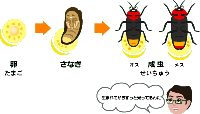 フマキッズこども研究所 虫の研究室 こん虫 がい虫なるほど情報室