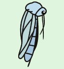 Fĝ𐅂̏ɏoȂAIj{[t̔ʂŃJɂȂB̂㖽1`2BH㐔łт͂߁AĂ񂷂B