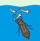 {Et̓g{̂悤iSjȂǂ̍i񂿂イj⏬̃GTƂȂ