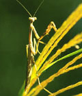 カマキリの写真