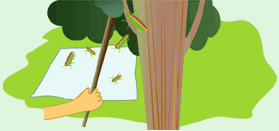 ؂̉ɂʂ̂LAڂł炵ė